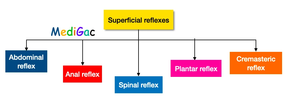Paediatrics Superficial Reflexes